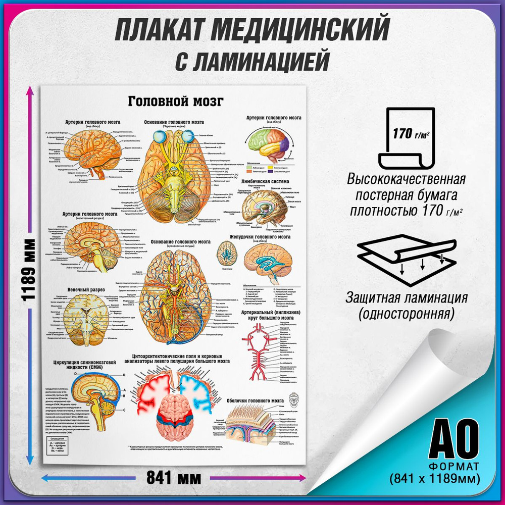 Информационный медицинский плакат "Головной мозг" / ламинированный / А-0 (84x119 см.)  #1