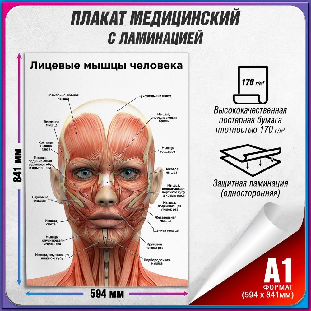 Информационный медицинский плакат "Лицевые мышцы" / ламинированный / А-1 (60x84 см.)  #1