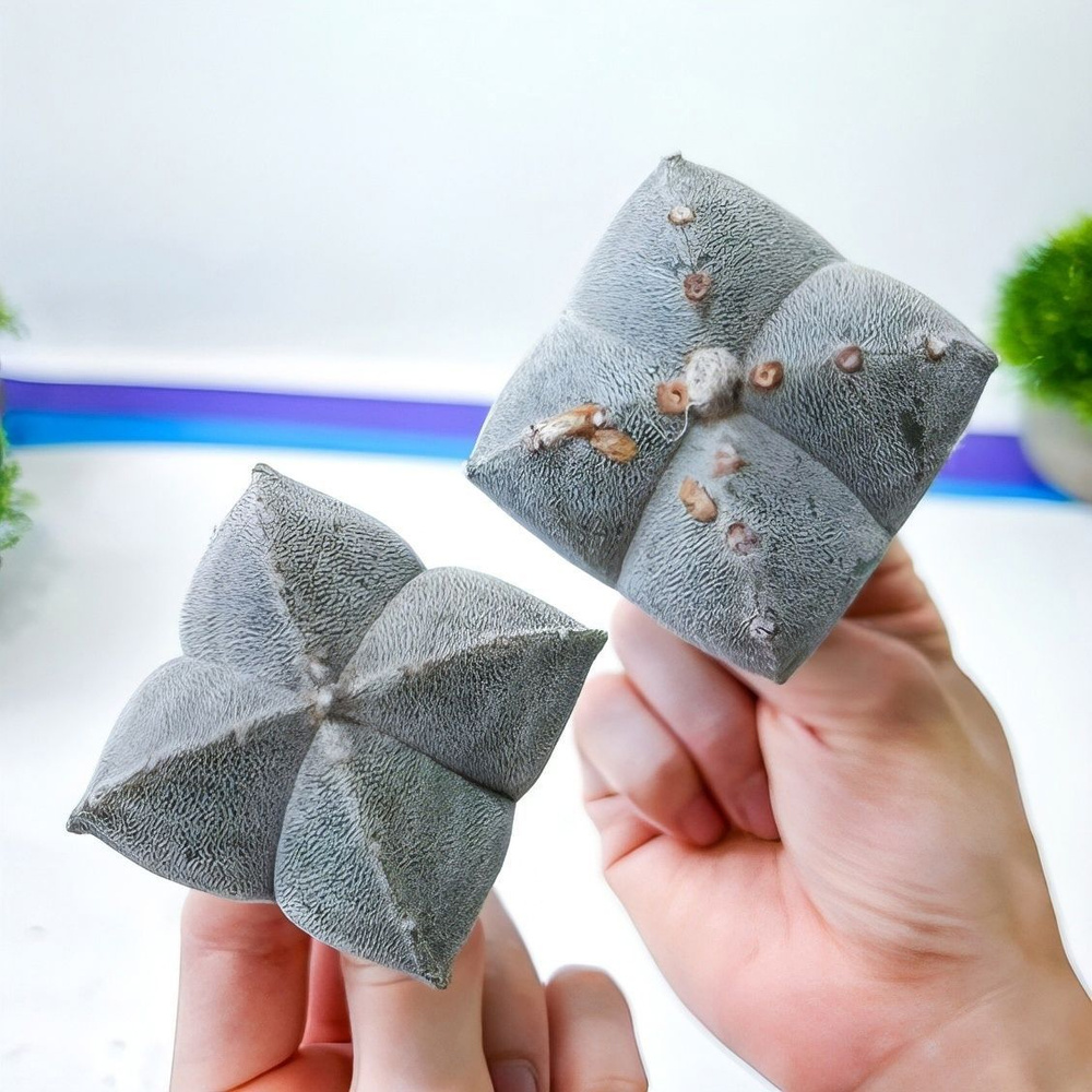 Семена Астрофитума - Astrophytum myriostigma v. quadricostatum (5 шт.) #1