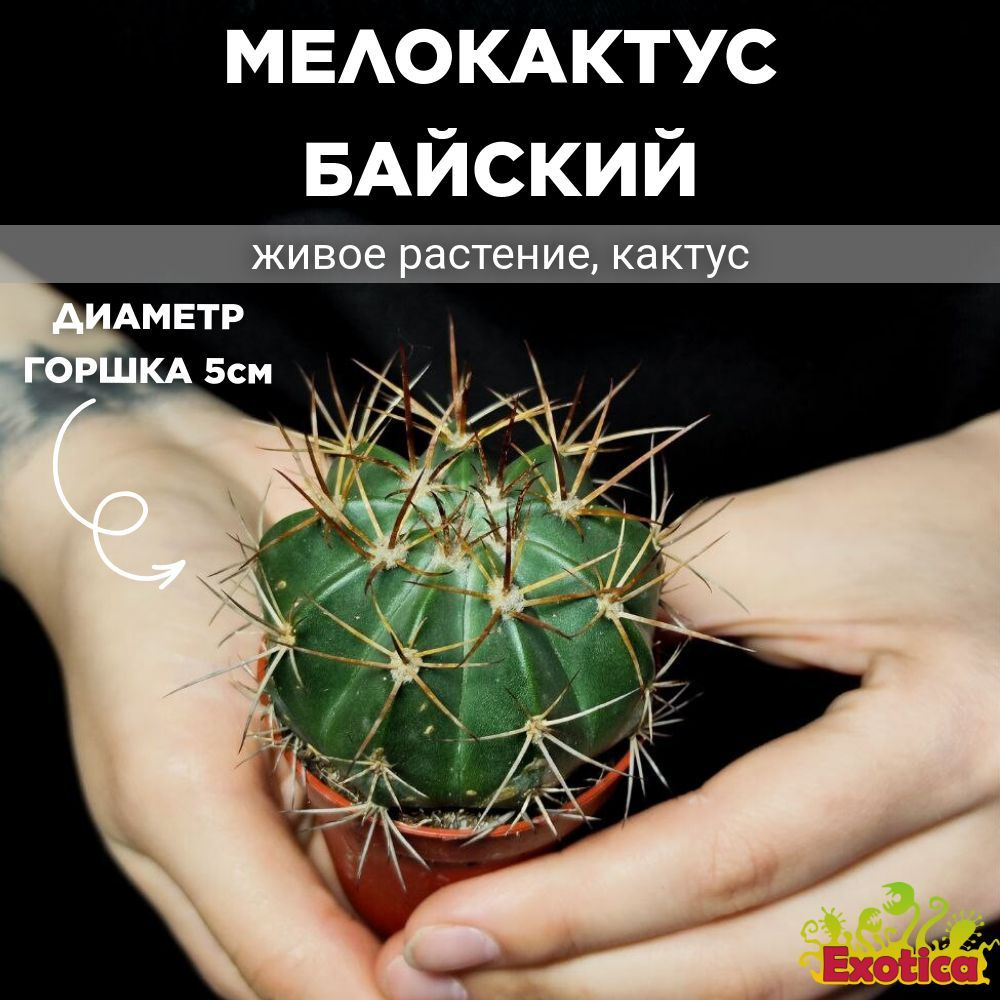 Мелокактус Байский (Melocactus Bahiensis) D5см #1