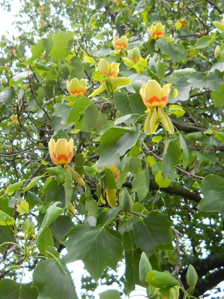 Семена Лириодендрон китайский (Liriodendron chinense), 20 штук #1