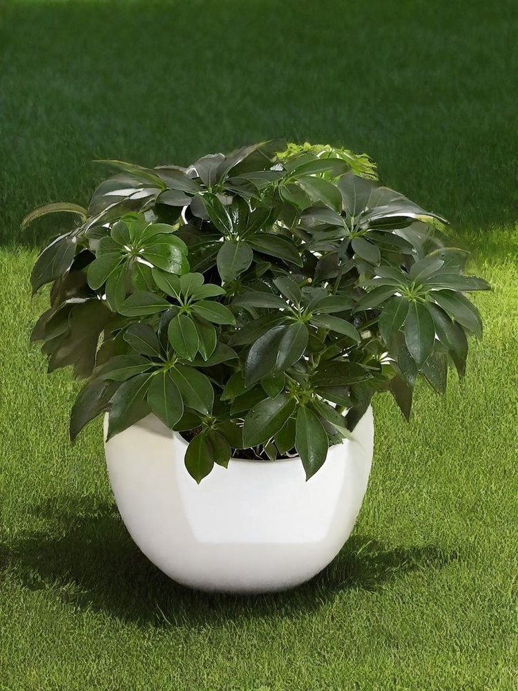 Шеффлера (Schefflera) #1