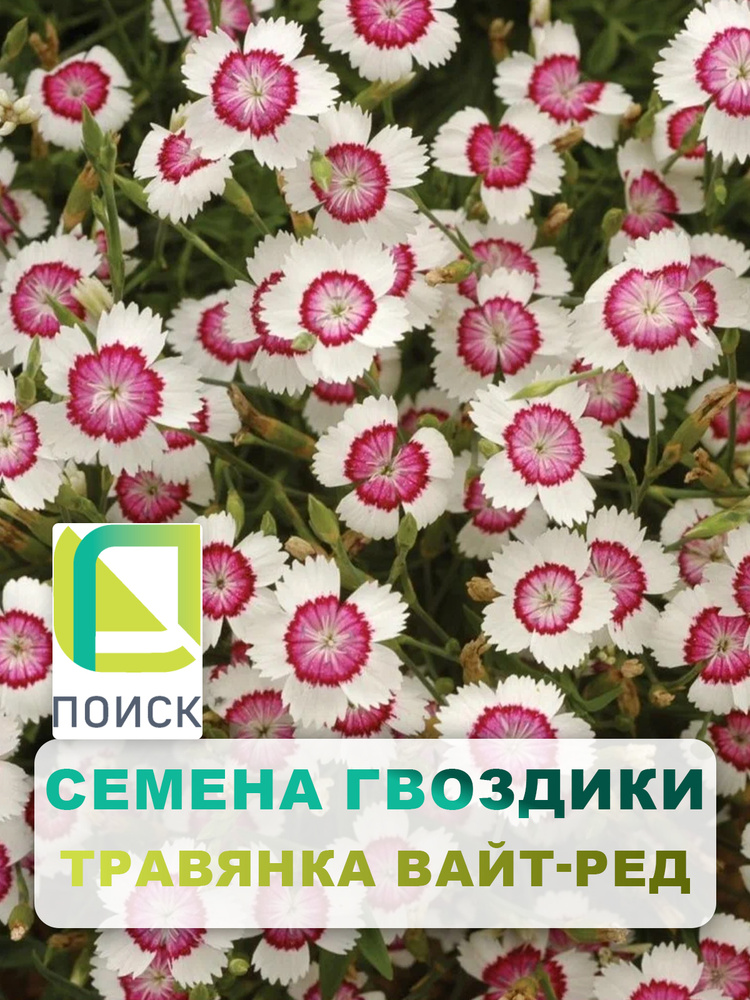 Семена цветов многолетних Гвоздика травянка "Вайт-ред" 0,1 гр, для дачи, сада и огорода, клумбы, растения #1