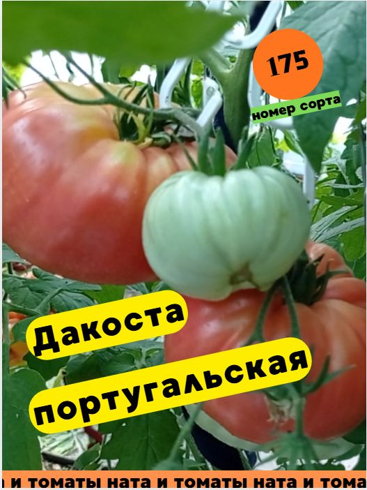 Коллекционные сорта томатов. Дакоста португальская #1