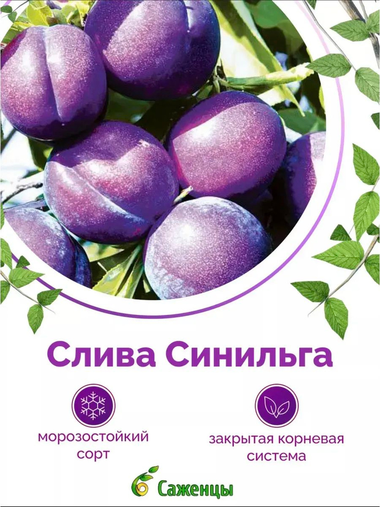 Слива Синильга #1