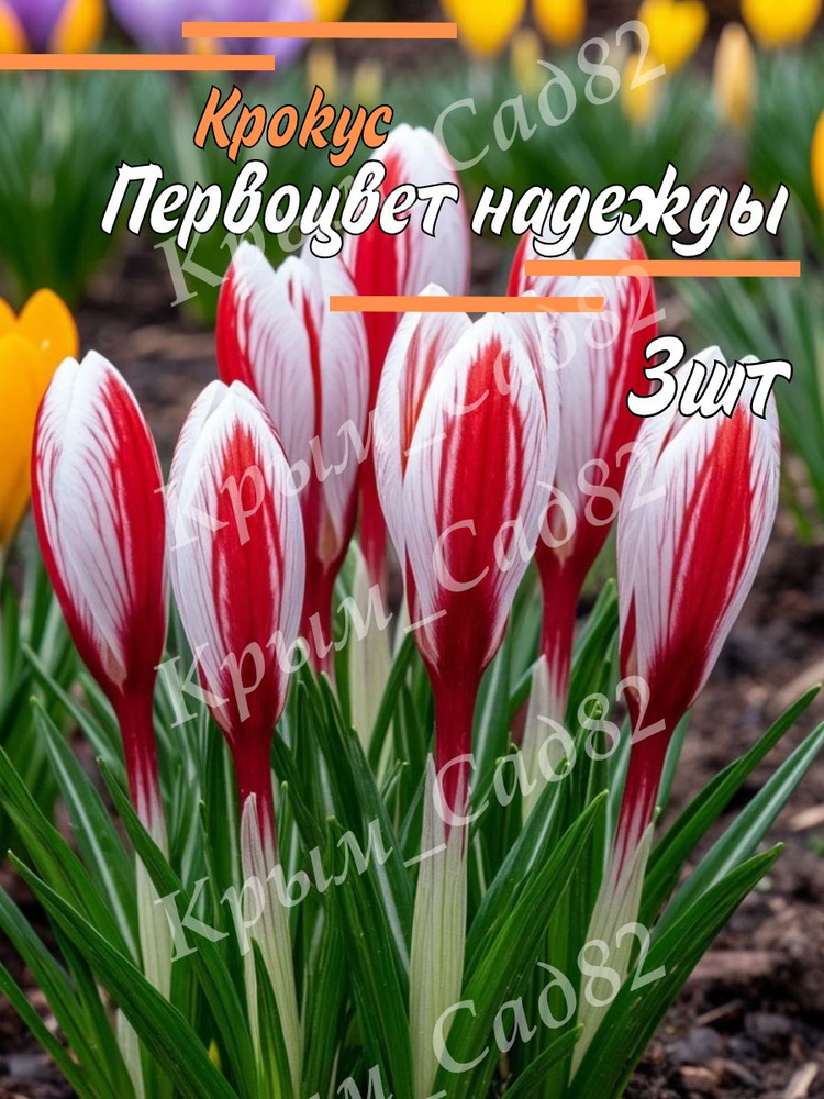 Луковицы Крокус #1