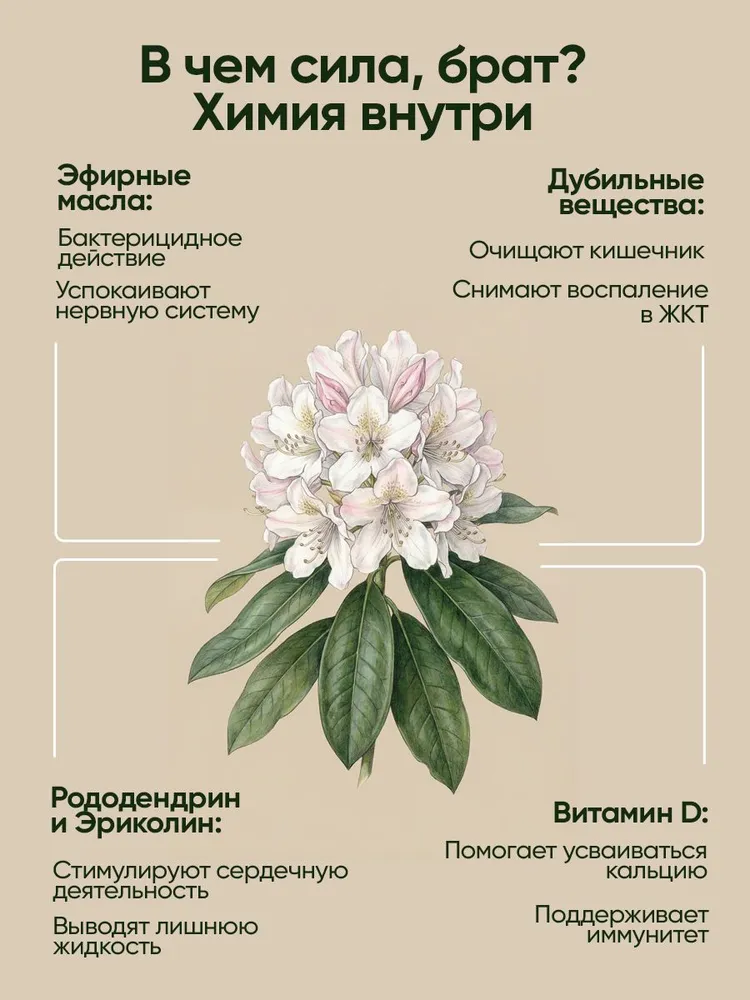 Горный чай из Саян - сушеная трава "Белое крыло" для энергии и вкуса. 25 г #3