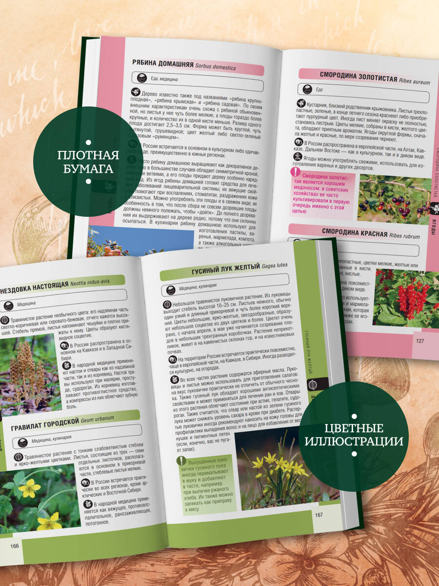 Лесной гид: грибы, ягоды, травы. Карманный атлас-определитель | Forest Guide: Mushrooms, Berries, Herbs. Pocket Identification Atlas - Ozon image 5