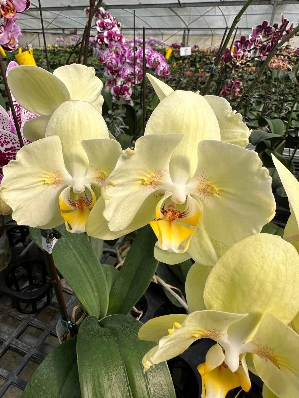 вульва тар бразилиялық үшбұрышты интимді шаш үлгісімен Помпалық фотосуреті бар секс ойындары