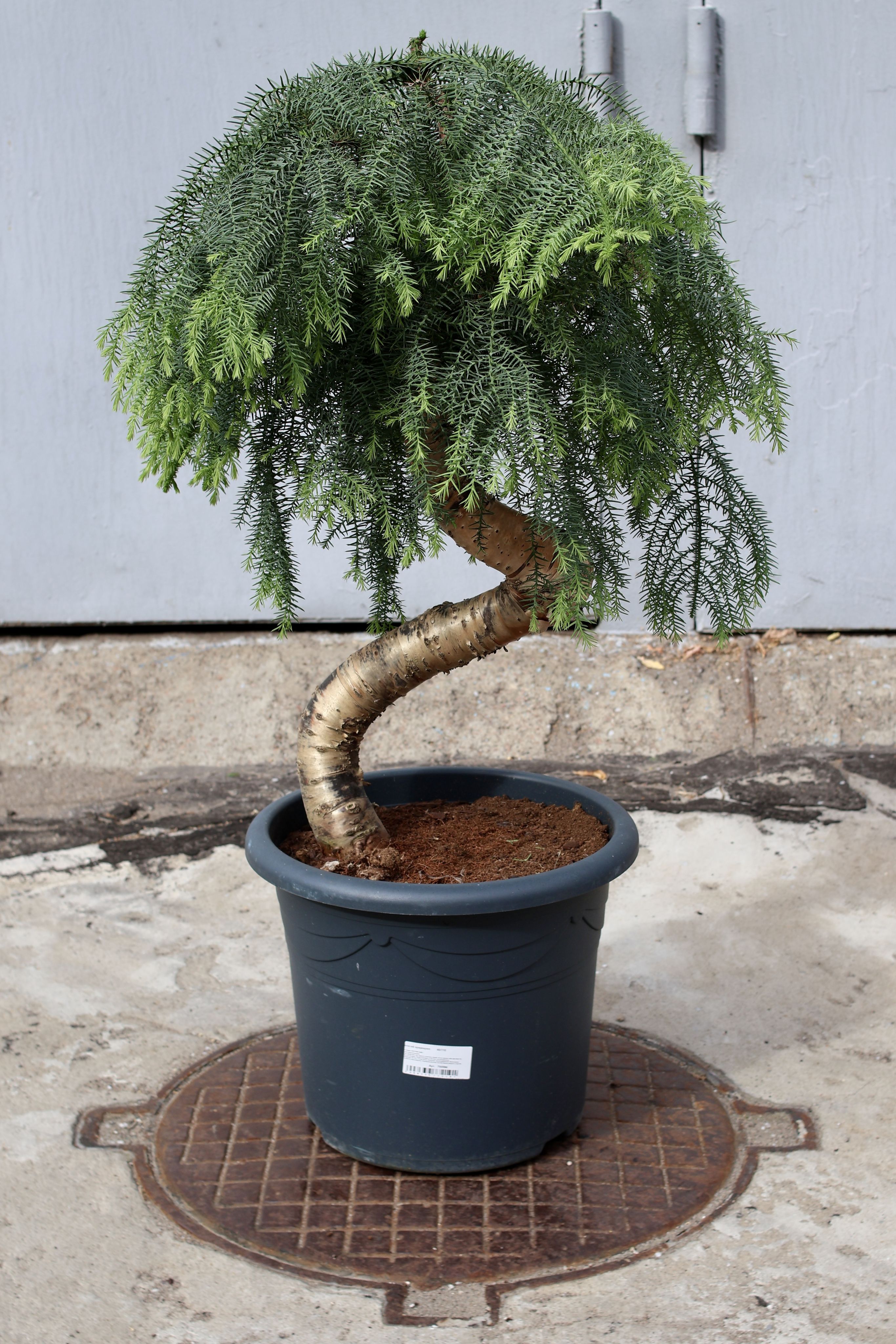 Элиша Катбертпен порно видео Никита Джигурда әйелімен жыныстық қатынасқа түседі