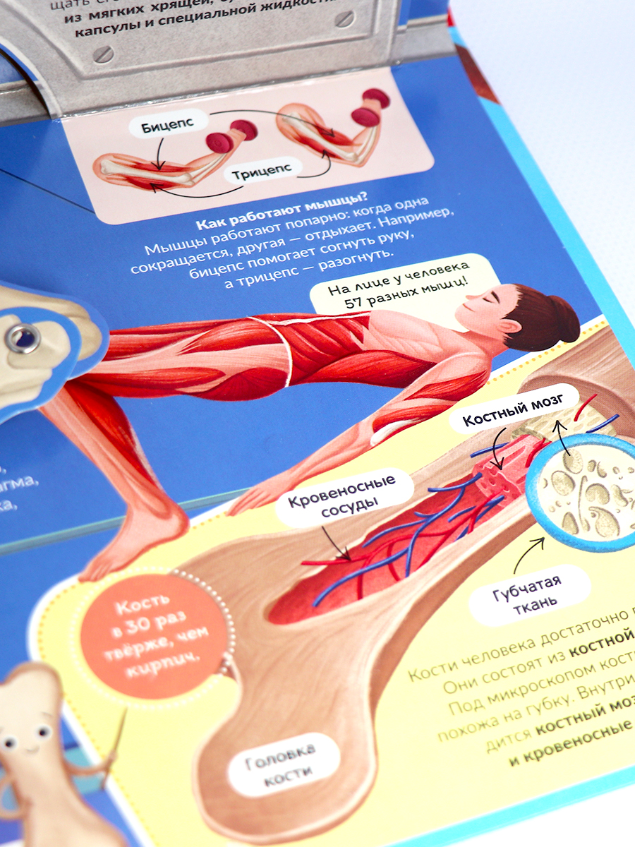 POP UP энциклопедия. Анатомия. Книжка-панорамка | Pop-Up Encyclopedia. Anatomy. Panoramic Book - Ozon image 6