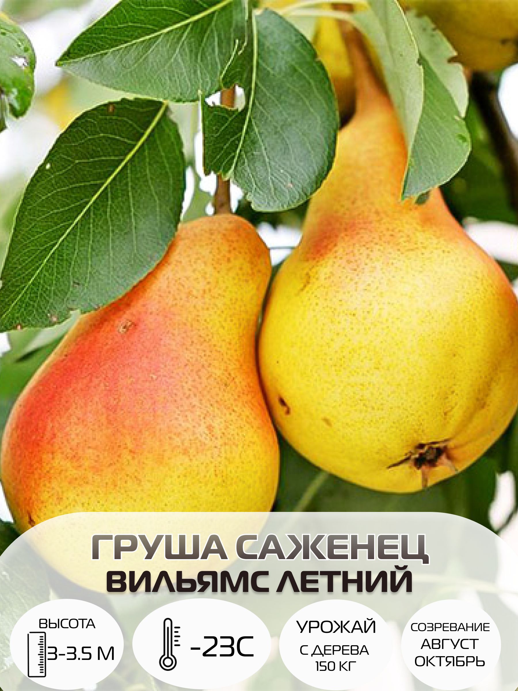 Плоды груши Велеса на дереве