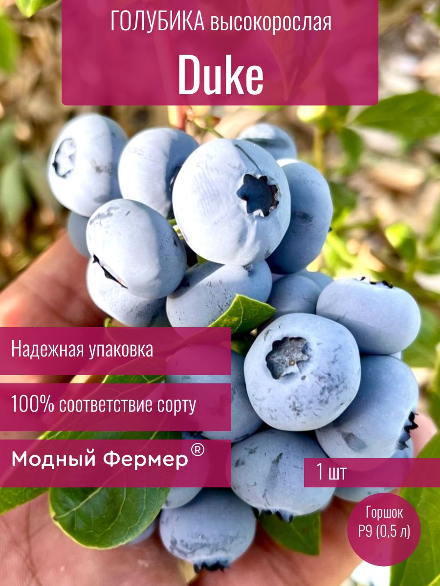 ГолубикаДюк,саженецвгоршке0,5л