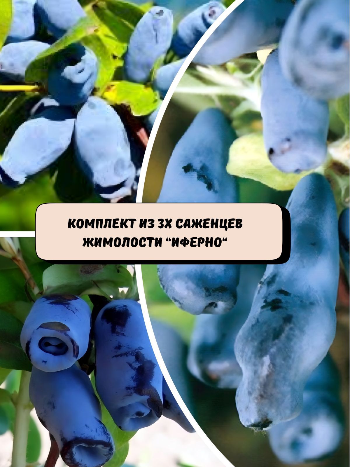 Комплектиз3хсаженцевжимолости"Иферно"саженцы3шт.