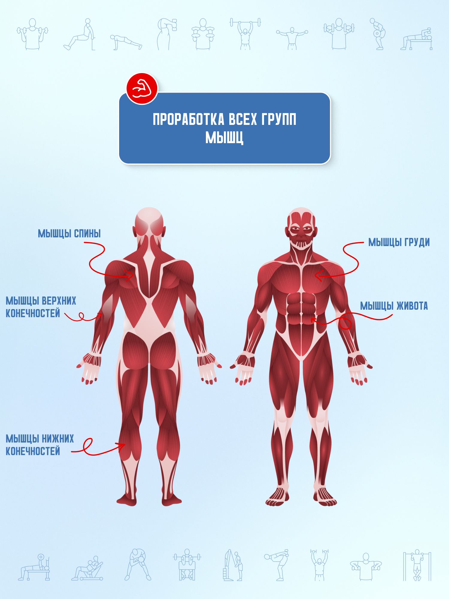 Анатомия силовых упражнений для мужчин и женщин | Reference Book - Ozon image 3