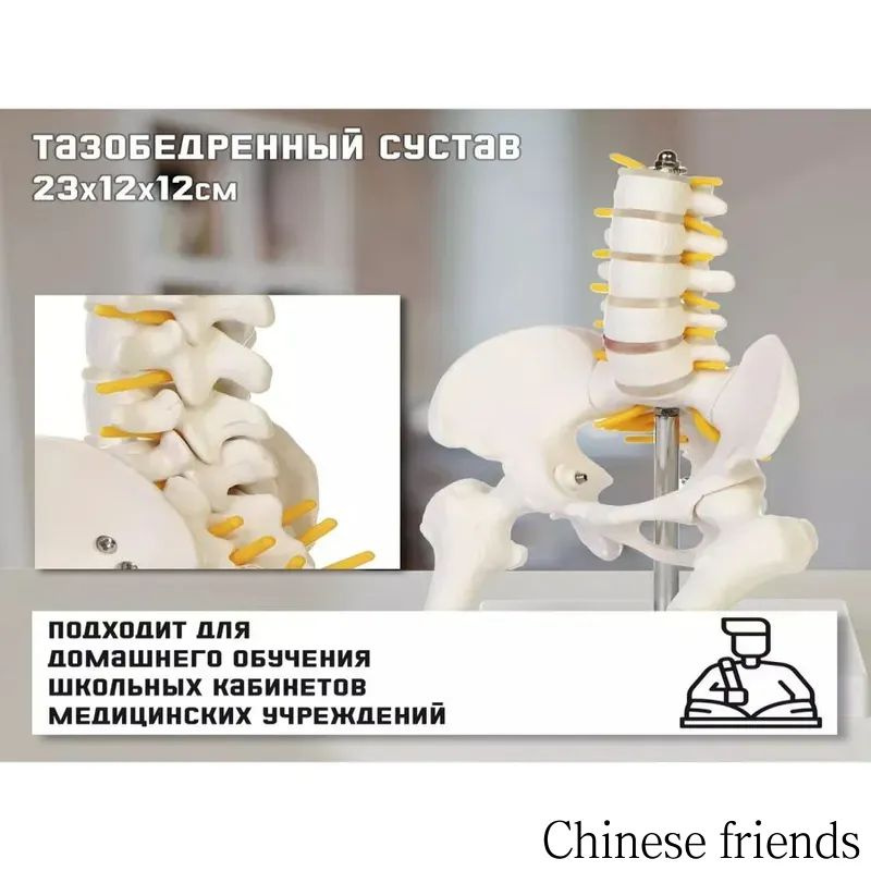 Анатомическая модель #1