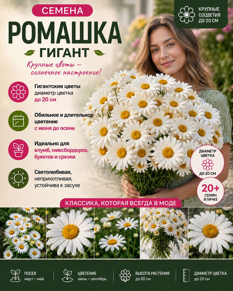 Ромашка ГИГАНТ, семена, многолетняя #1