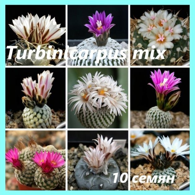 Семена кактусов - Turbinicarpus микс - 10 семян #1