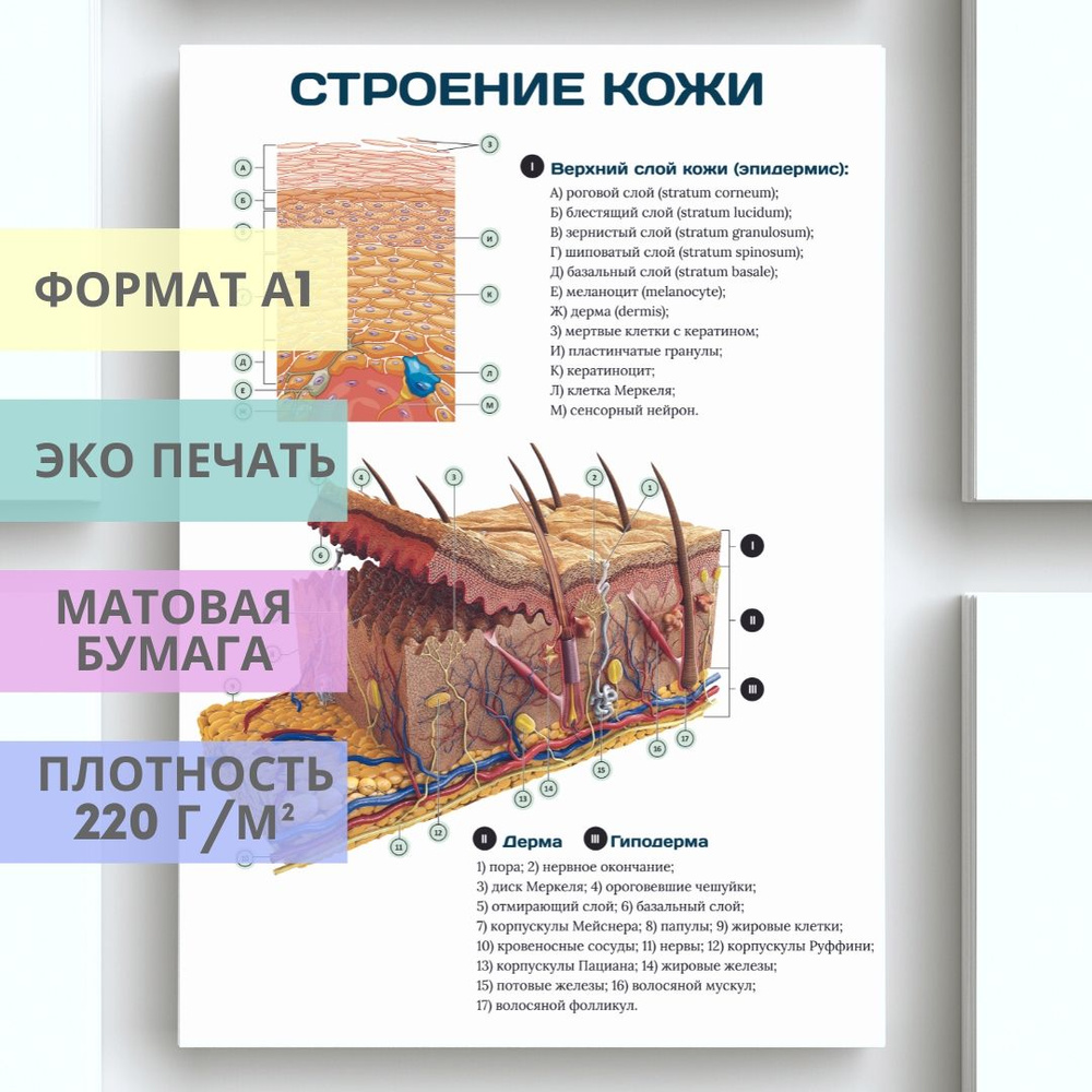 Плакат Строение кожи для кабинета педикюра и подолога #1