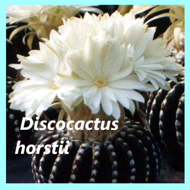 Семена кактуса - Discocactus horstii ( 3 шт.) #1