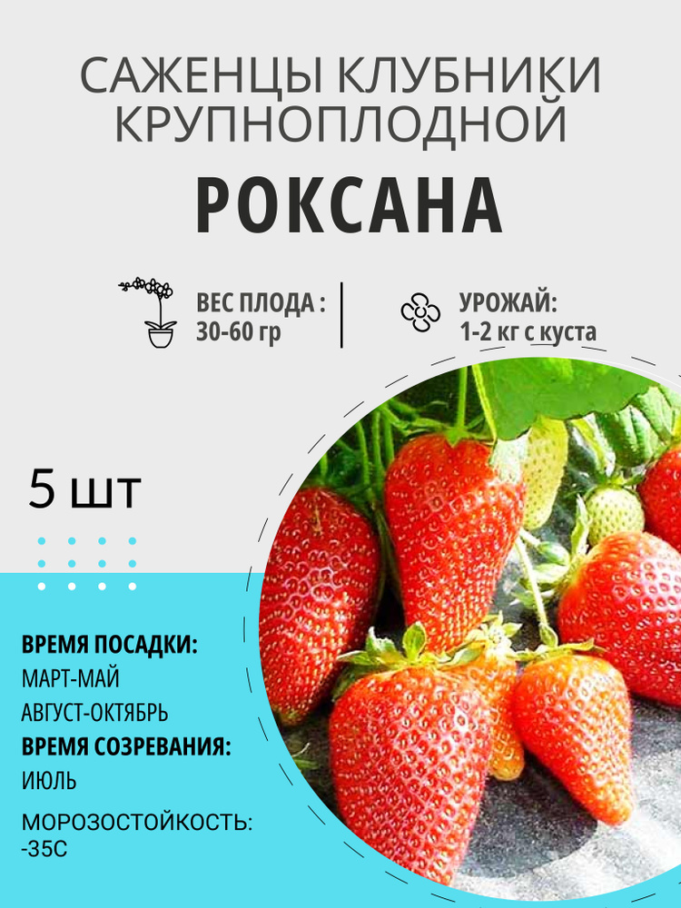 Саженцы ягодные, клубника Роксана крупноплодная и ремонтантная, многолетние плодовые растения  #1