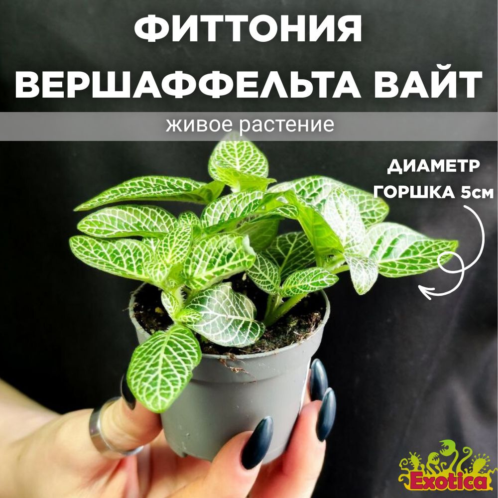 Фиттония Вершаффельта Вайт (Fittonia Verschaffeltii White) D5см #1