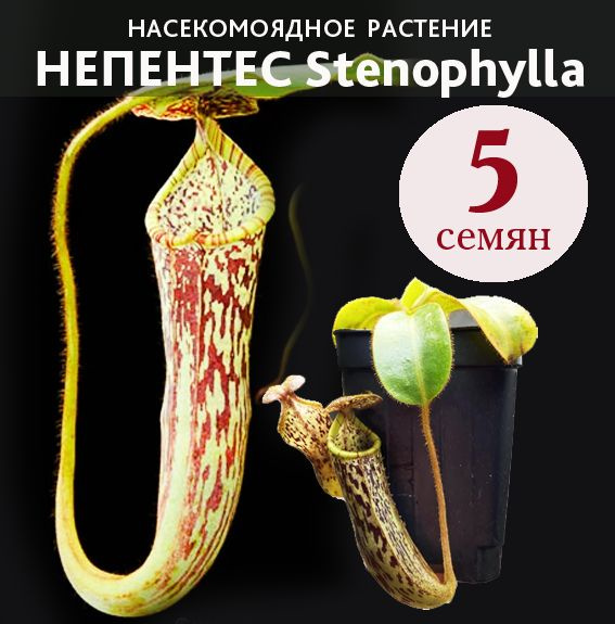 Семена Непентеса Stenophylla 5 шт. #1