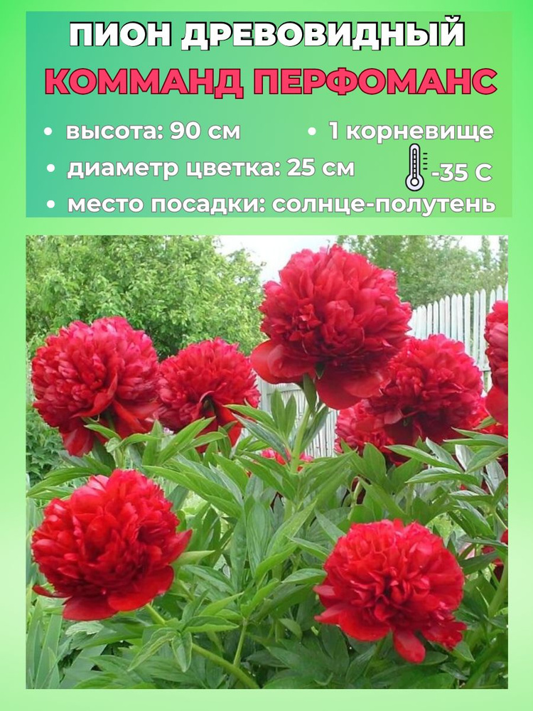 Magic Blooming Garden Семена ,1шт #1