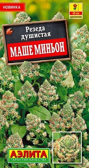 РЕЗЕДА ДУШИСТАЯ МАШЕ МИНЬОН. Семена. Интересная декоративная разновидность с ароматными цветками.  #1