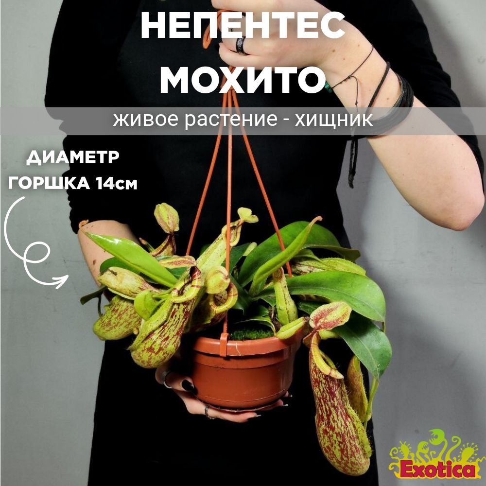 Непентес Мохито (Nepenthes Mojito) D14см в подвесном кашпо #1