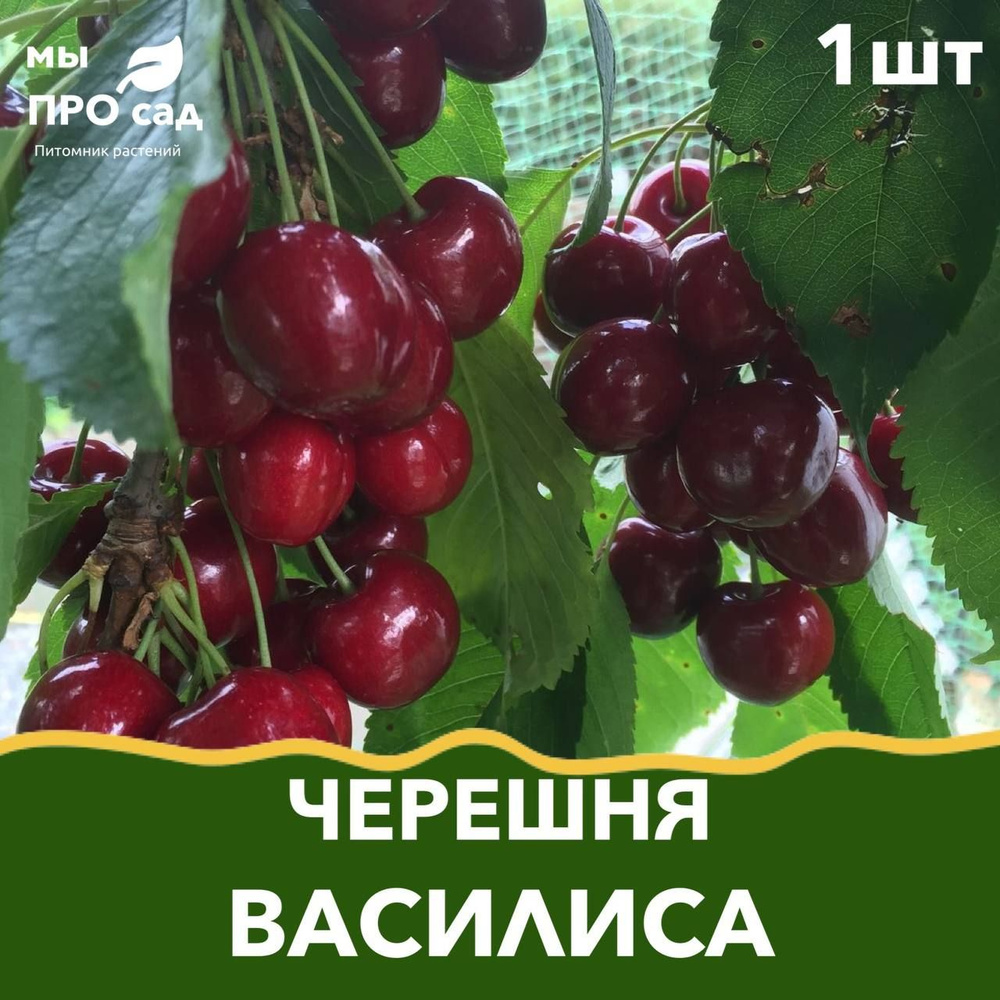 Саженец черешни "Василиса" #1