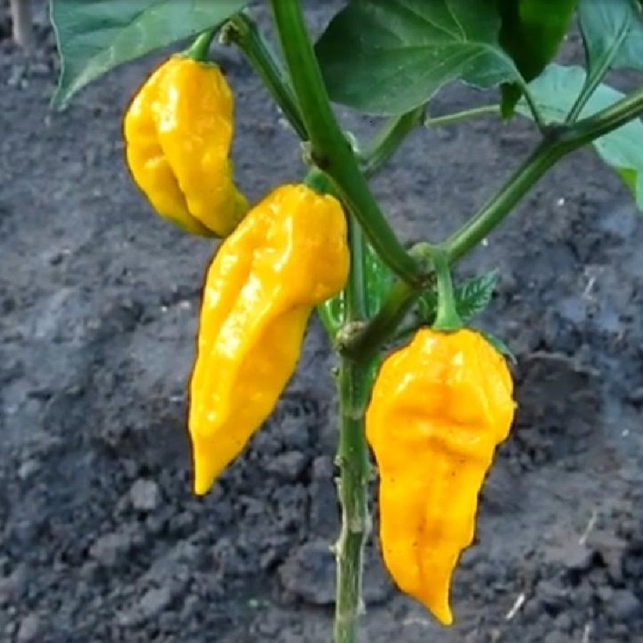 Перец острый Bhut Jolokia Yellow семена (5 ШТ) #1