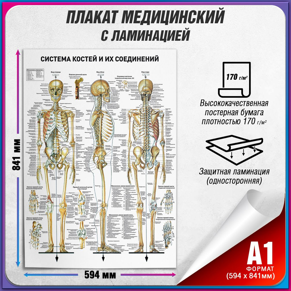 Информационный медицинский плакат "Система костей и их соединений" / ламинированный / А-1 (60x84 см.) #1