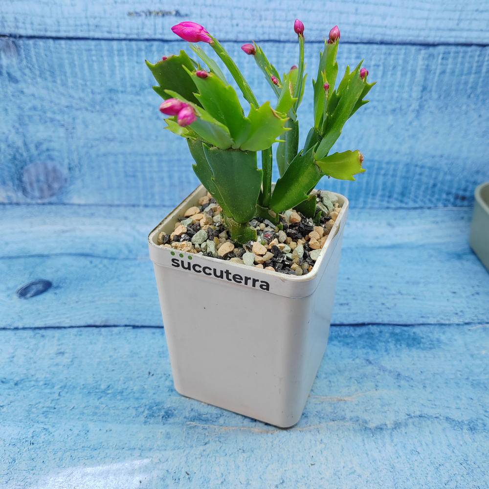 Кактус Schlumbergera Red (Декабрист). Диаметр горшка 7 см. Субстрат Succuterra Classic и фирменный горшочек #1