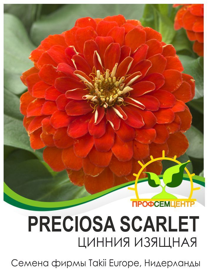 Цинния Preciosa Scarlet (Прециоза Скарлет), семена, 5 шт. (фасовка), низкорослая #1