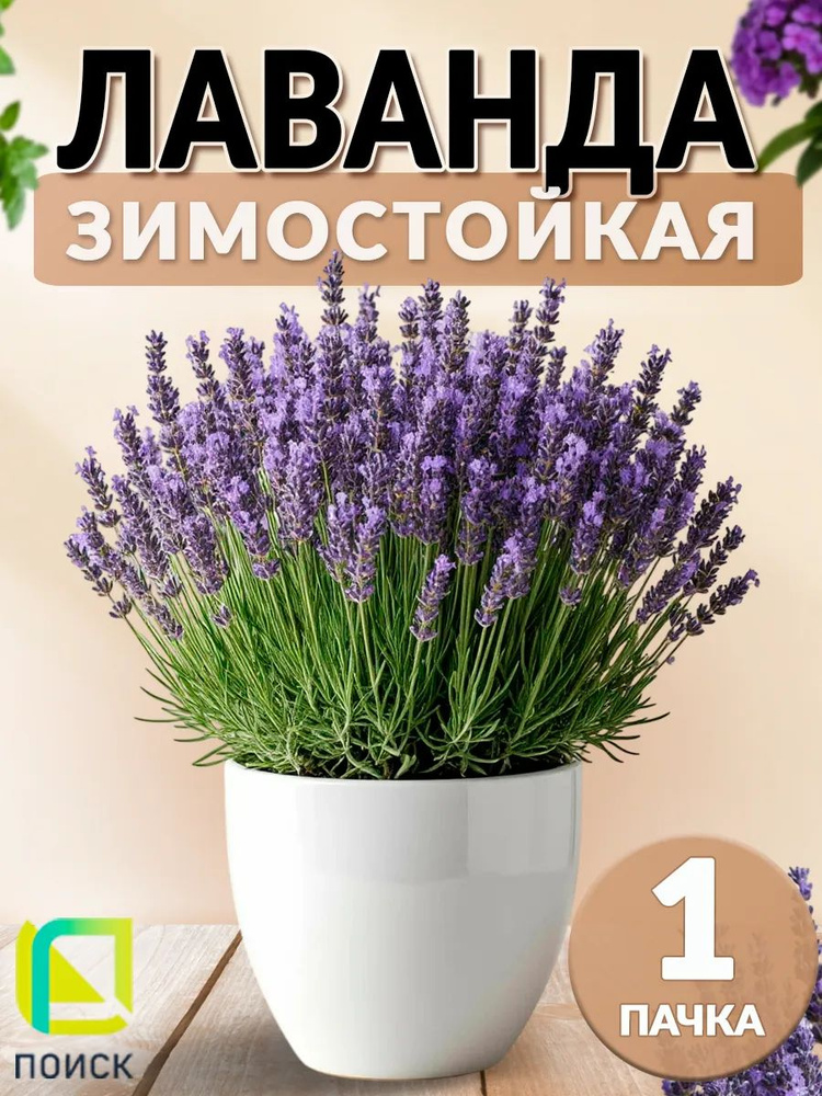 Семена лаванда декоративная Услада #1