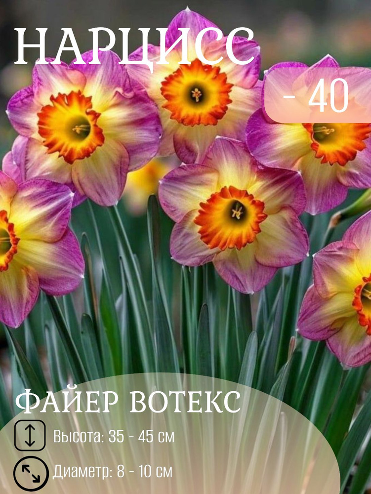 Нарцисс луковицы многолетние цветы 5 шт #1
