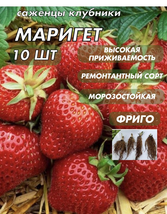 Саженец,10шт #1