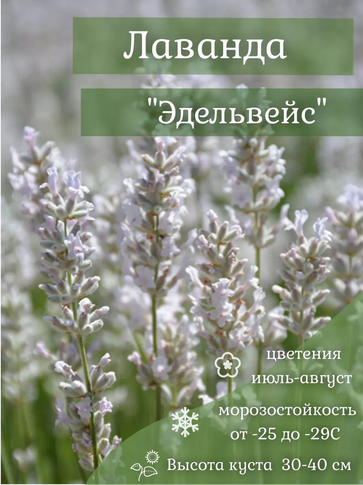 Лаванда ''Эдельвейс" #1