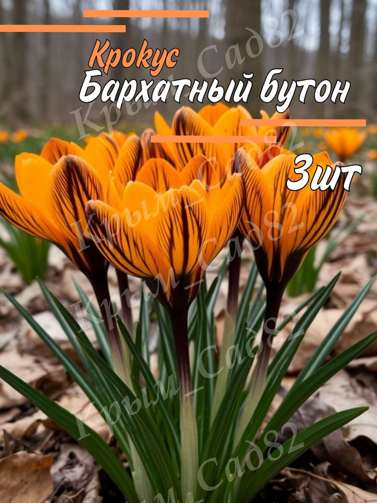 Луковицы Крокус #1