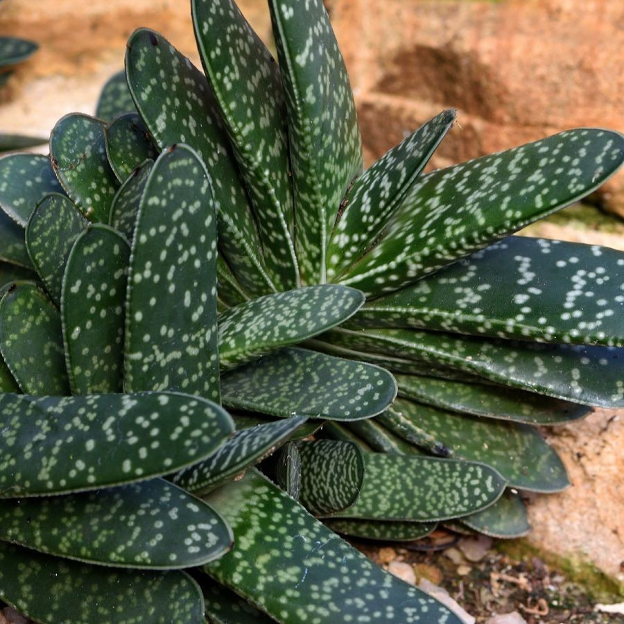 Суккулент Gasteria pillansii семена (10 ШТ) #1