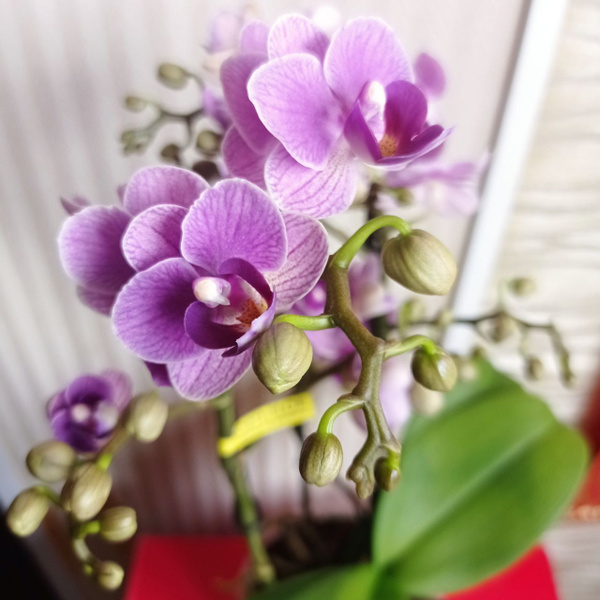 Жас анаға қарап