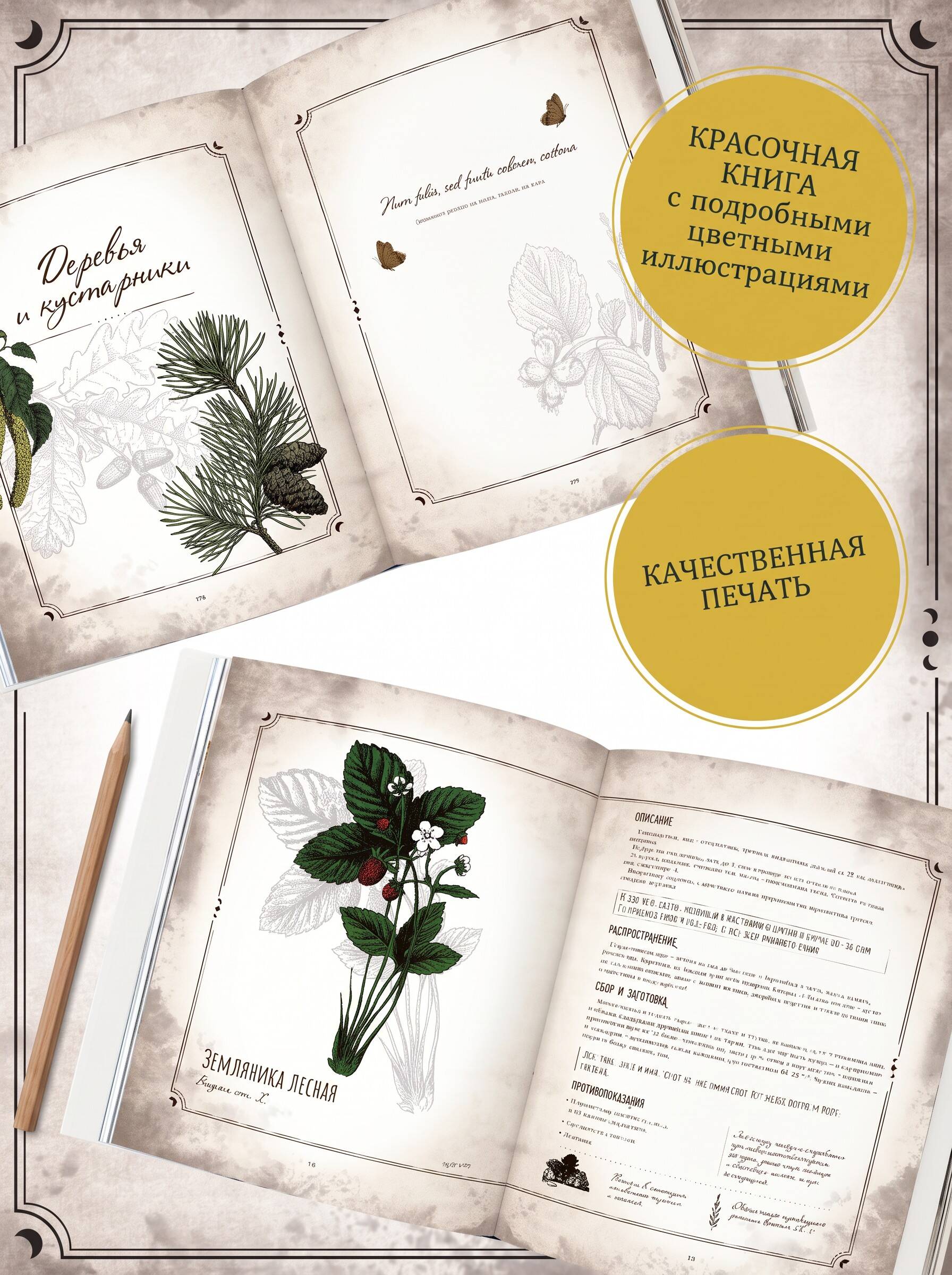 Тайны и магия растений. Путеводитель по миру трав и деревьев | Secrets and Magic of Plants. A Guide to the World of Herbs and Trees - Ozon image 2