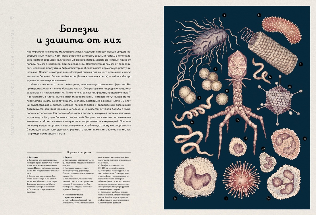 Анатомикум. Энциклопедия для детей | Anatomicum: Encyclopedia for Children - Ozon image 6