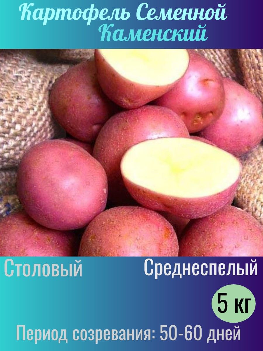 Урожай картофеля Жуковский в корзине