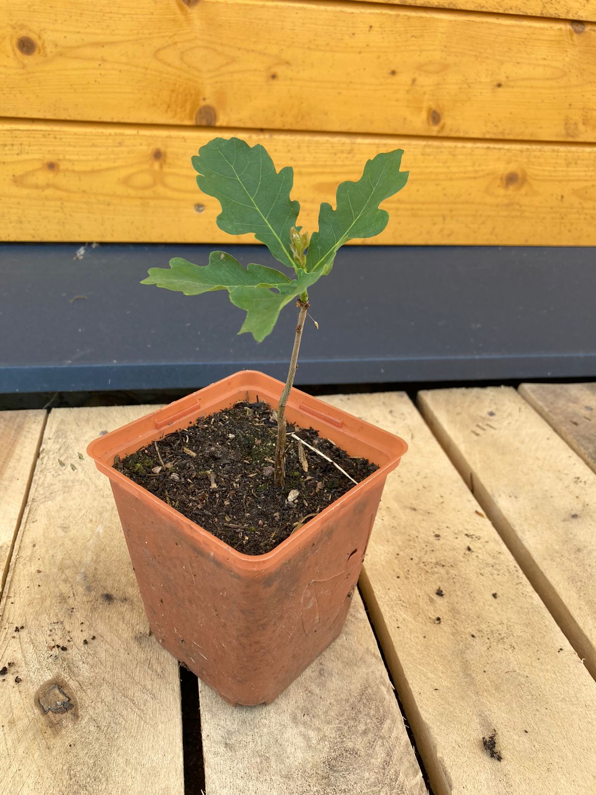 Дуб черешчатый: от саженца до великана — всё о выращивании и удивительных фактах