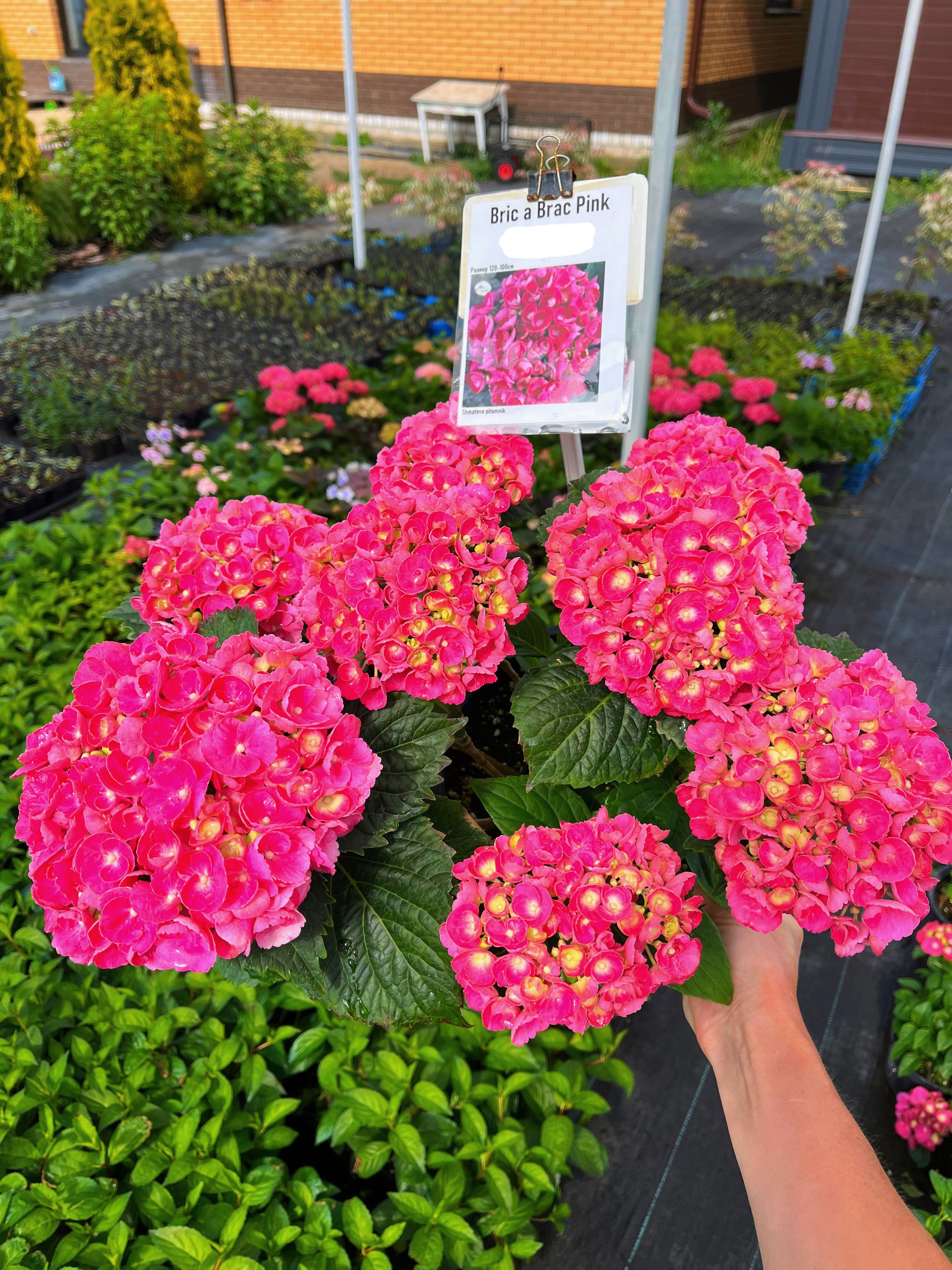 Bric a Brac Pink крупнолистная гортензия P9 0,5л купить на OZON по ...