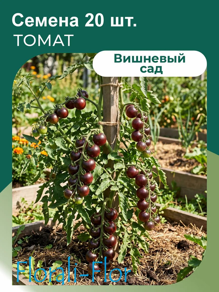 Томат Семена #1