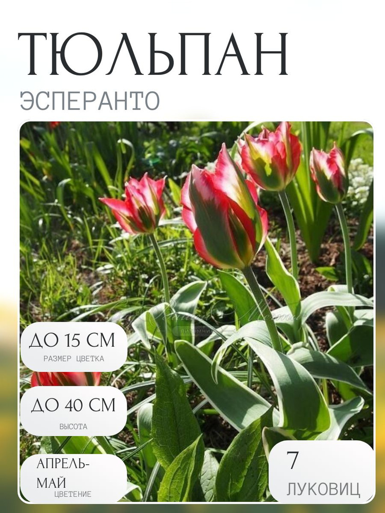 Тюльпаны Эсперанто 7 луковиц #1