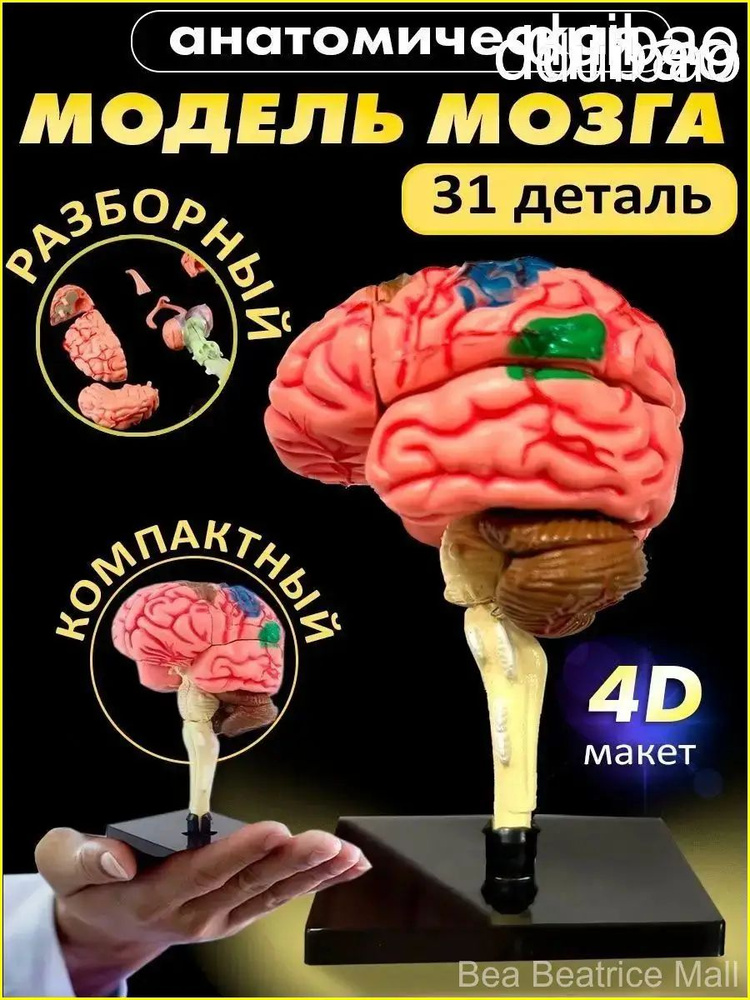 Анатомическая модель #1